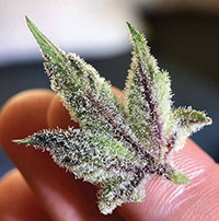 small cannabis leaf from Kings Garden Grow